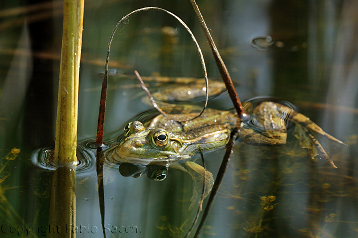 Rana di Berger? Pelophylax sp. (prov. Modena)